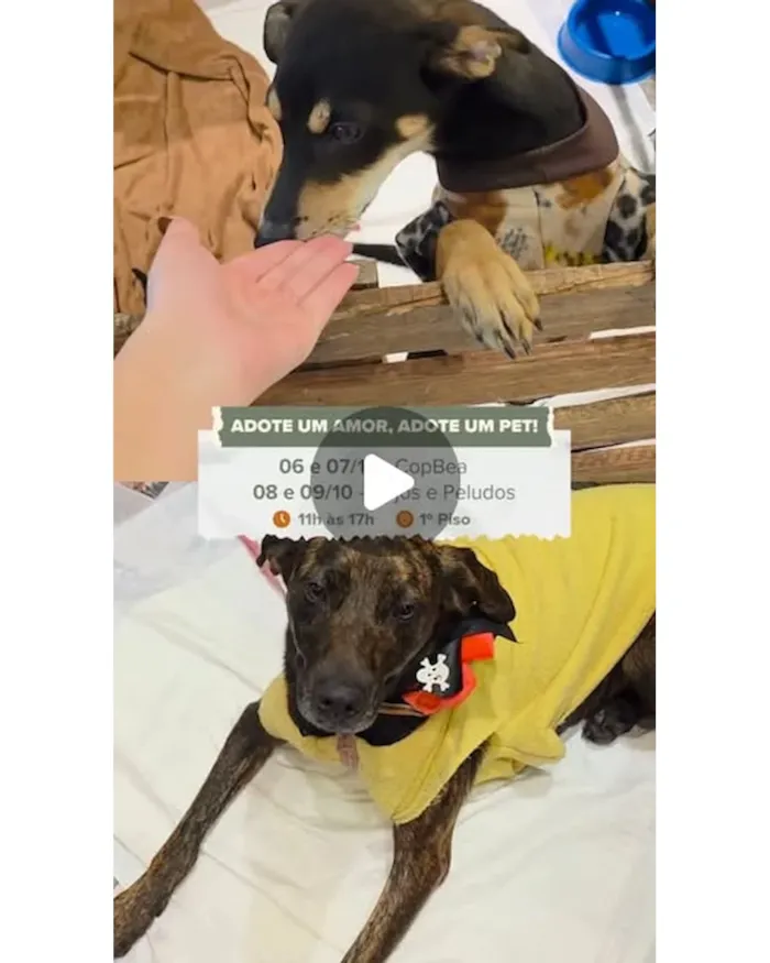 Feiras de adoção de pets em Barueri em outubro - imagem 3