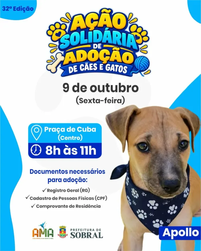 Feiras de adoção de pets em Barueri em outubro - imagem 4