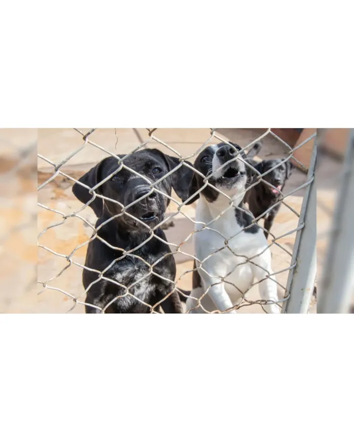 Feiras de adoção de pets em Barueri em outubro - imagem 5