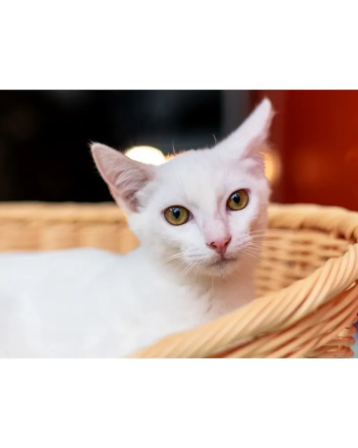 Feiras de adoção de pets em Barueri em outubro - imagem 6