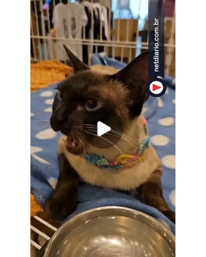 Feiras de adoção de pets em Barueri em outubro - imagem 8