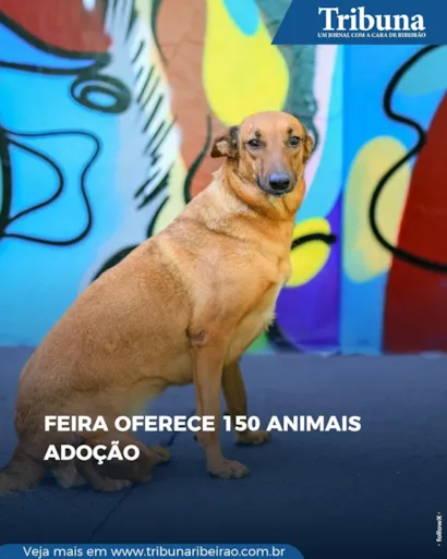Feira de Adoção de Cães e Gatos em Ribeirão Preto