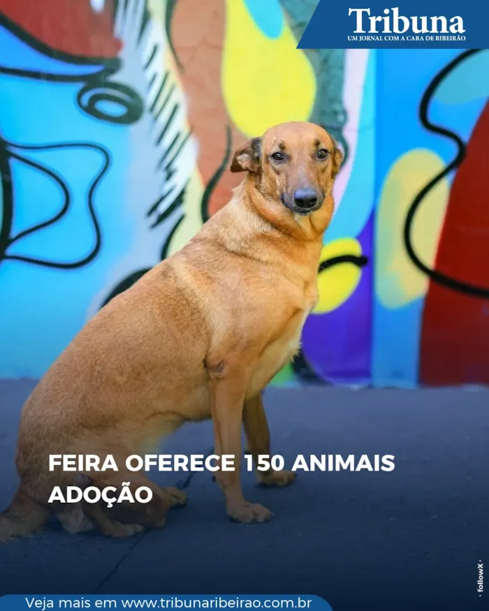 Feira de adoção de cães e gatos em Ribeirão Preto no dia 17 de outubro. Cerca de 150 animais estarão disponíveis para adoção responsável. Saiba mais!