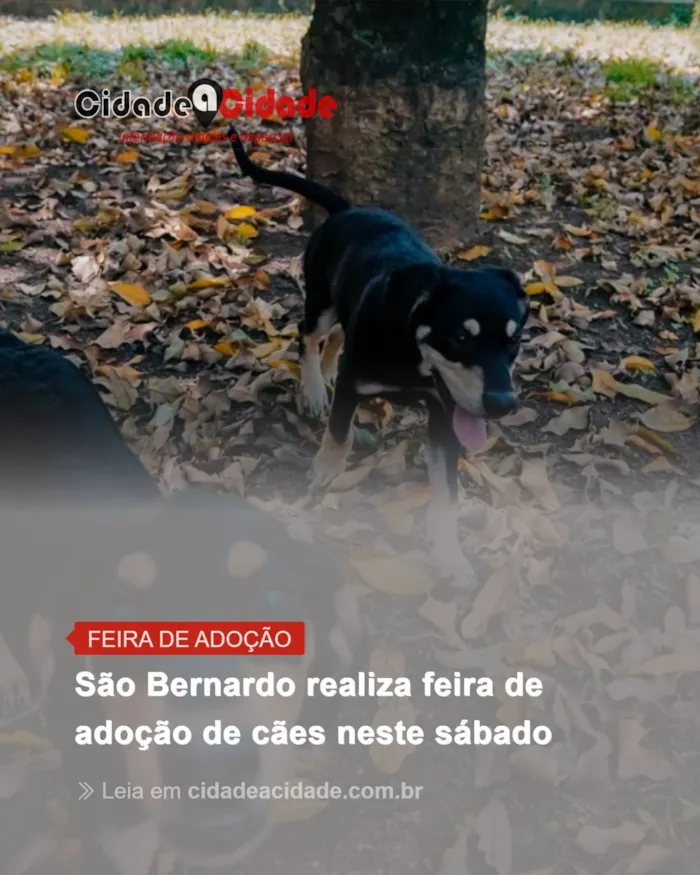Feira de adoção de cães em São Bernardo do Campo neste sábado, 22 de outubro. A partir das 9h no CCZ. Adote um animal vacinado e castrado.