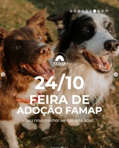 Feira de Adoção FAMAP em Porto Belo: Adote seu amigo