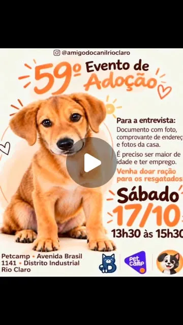 Evento de adoção em Rio Claro ocorre sábado, 17 de outubro, das 13h30 às 15h30, com cães e gatos resgatados à espera de um lar.