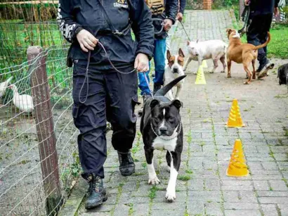 Feira de adoção de cães em adestramento em Florianópolis no dia 17 de outubro, das 10h às 14h, na Escola de Adestramento Cãofiança. Adote um amigo com