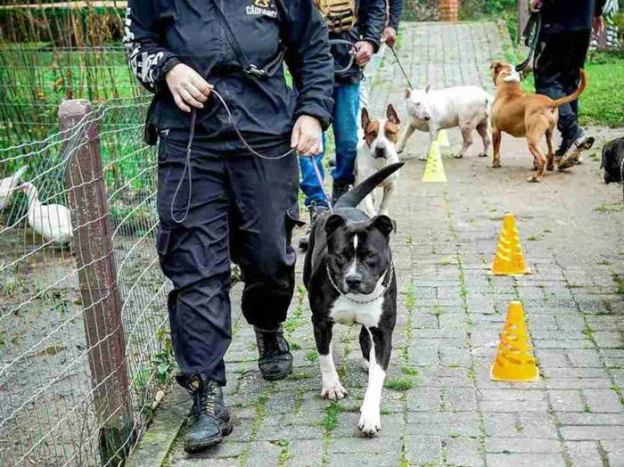 Feira de adoção de cães em adestramento em Florianópolis no dia 17 de outubro, das 10h às 14h, na Escola de Adestramento Cãofiança. Adote um amigo com