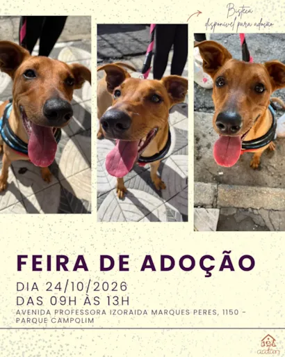 Feira de adoção de cães em Sorocaba neste sábado