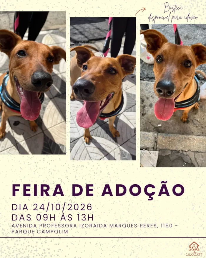 Feira de adoção de cães em Sorocaba acontece em 24 de outubro, das 9h às 13h, com animais à espera de um lar responsável.
