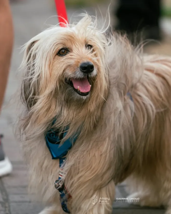 Natal Pet Family: feira de adoção animal em Natal - imagem 2