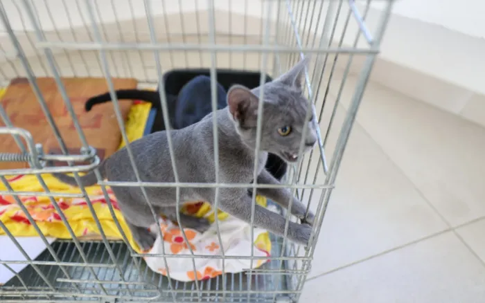 Feira de adoção de animais em Saquarema no sábado, 24 de outubro, a partir das 8h, na Praça do Canhão. Serviço gratuito para tutores e animais.
