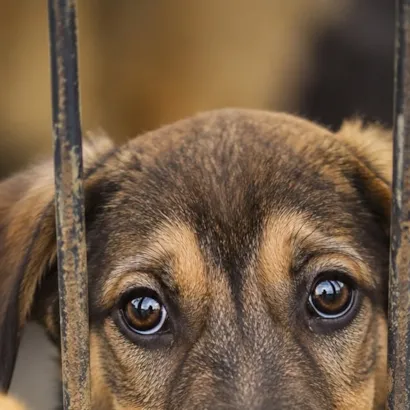 Feira de Adoção de Cães em Erechim busca lares para 12 animais
