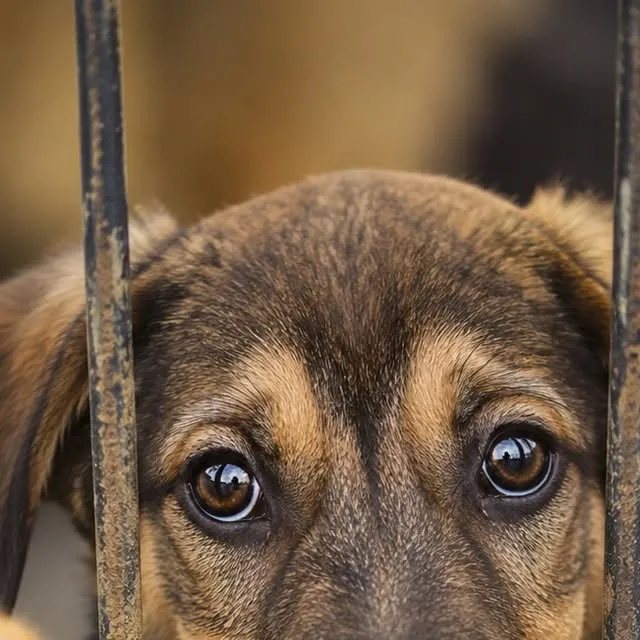 Feira de adoção de cães em Erechim no dia 22/10/2026, a partir das 09:00, no Parque Pet. Evento busca lares para 12 animais e promove conscientização.