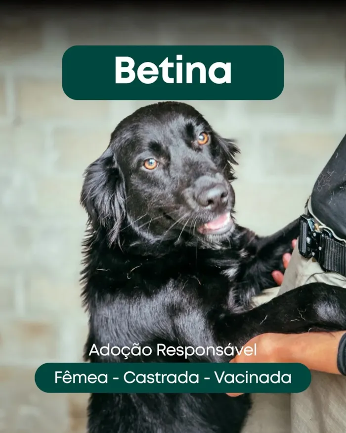 Feira de adoção de cães e gatos em Itapema - imagem 2