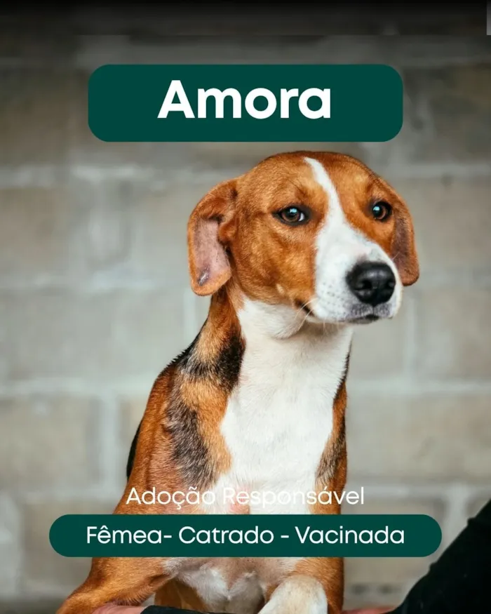 Feira de adoção de cães e gatos em Itapema - imagem 4
