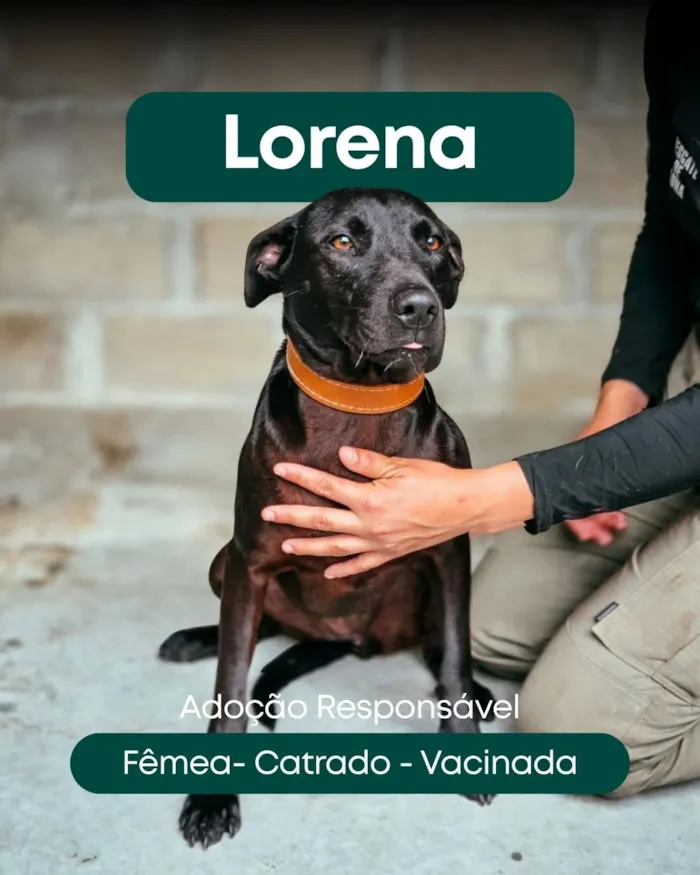 Feira de adoção de cães e gatos em Itapema - imagem 7