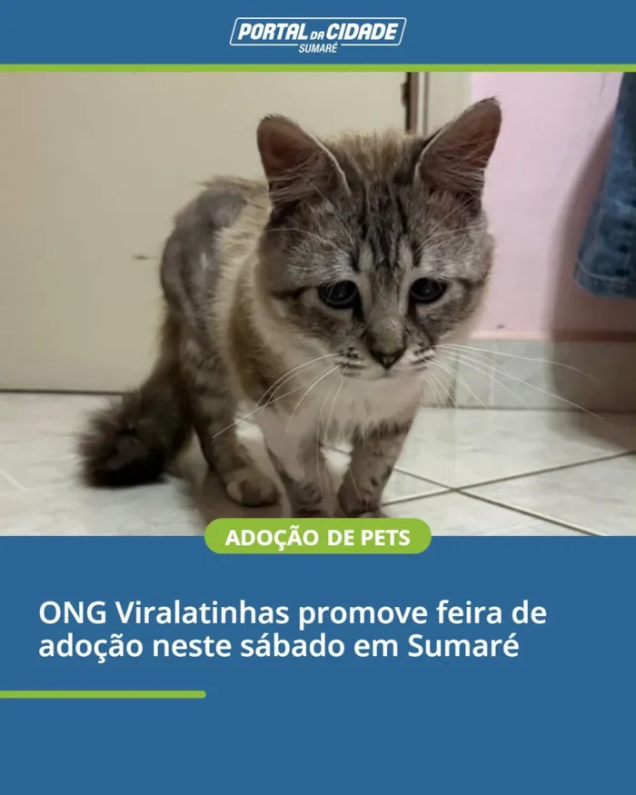 Feira de adoção: cães e gatos em Sumaré neste sábado - imagem 2