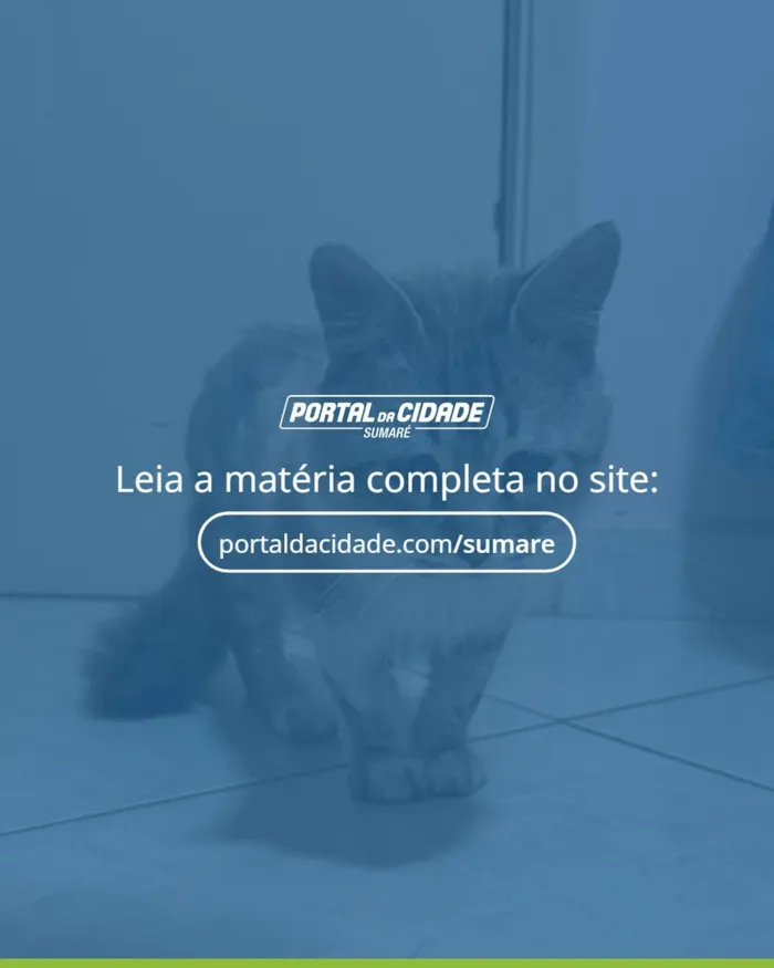Feira de adoção: cães e gatos em Sumaré neste sábado - imagem 3