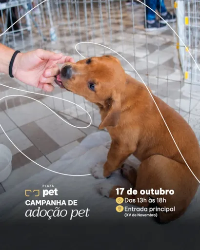 Campanha de adoção de cães e gatos em Niterói