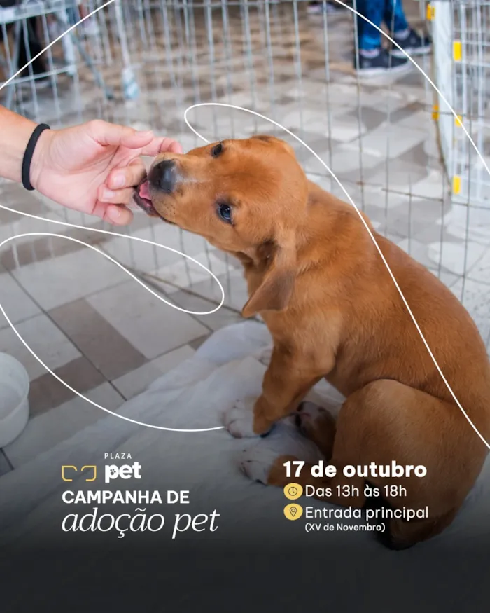 Campanha de adoção em Niterói acontece em 17 de outubro, das 13h às 18h, com cães e gatos à espera de um novo lar.
