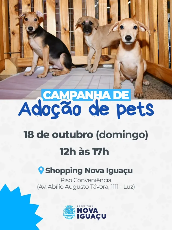 Campanha de adoção em Nova Iguaçu acontece em 18 de outubro, das 12h às 17h, com cães e gatos à espera de famílias responsáveis.