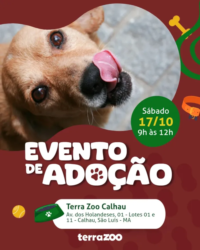 Feira de adoção em São Luís acontece em 17 de outubro, das 9h às 12h, no Terra Zoo Calhau, com cães e gatos à espera de um lar.