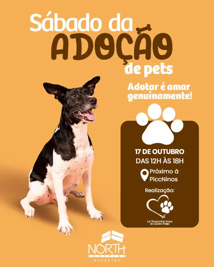 Encontro para adotar pets em Barretos acontece em 17 de outubro, das 12h às 18h, no North Shopping, com animais à espera de um lar.