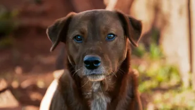 Adoção de cães na 8ª Cãominhada em Londrina