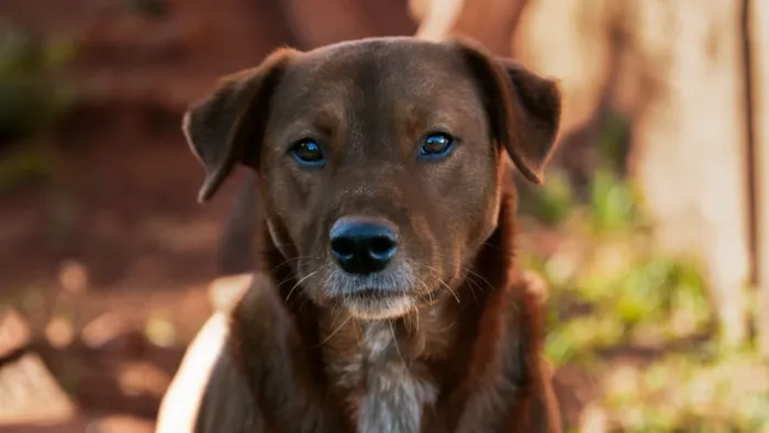 Feira de adoção em Londrina ocorre em 17 de outubro, a partir das 16h30, com cães, concursos temáticos e atividades para famílias.