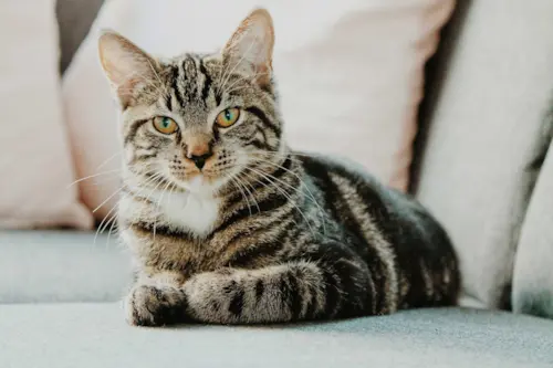 Gato perdendo pelo: quando é normal e quando preocupa