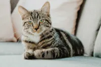 Gato perdendo pelo: quando é normal e quando preocupa
