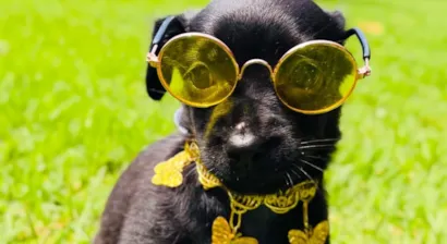 Feira de adoção de cães e gatos em Sinop neste sábado