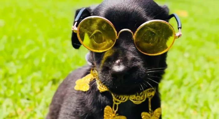 Feira de adoção de cães e gatos em Sinop no sábado, 17 de outubro, das 9h às 14h. Adote um amigo no pet shop da Av. Tarumãs, 1335. Taxa simbólica de R$80.