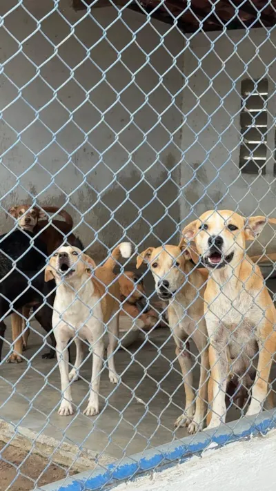 Feira de Adoção de Animais em Eusébio neste sábado (17)