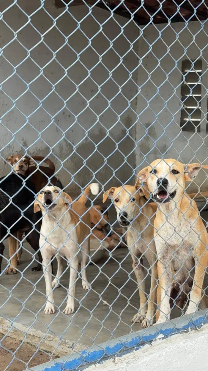 Feira de Adoção de Animais em Eusébio no sábado, 17 de outubro, das 9h às 13h, na Casa Sana. Cães e gatos buscam um lar responsável. Saiba como participar.