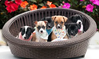 Feira de adoção de cães em Joinville neste domingo