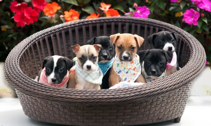 Feira de adoção reúne cães filhotes e adultos em Joinville no domingo, 18/10, das 9h às 13h, com animais avaliados e microchipados.