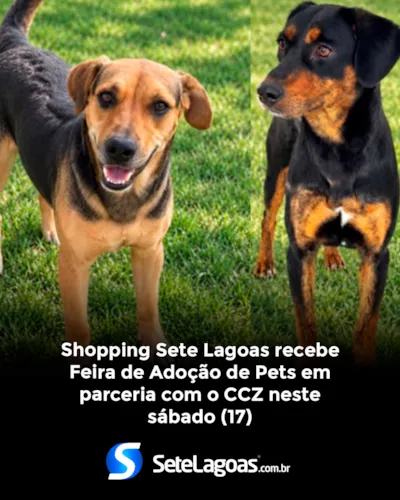 Feira de adoção de cães e gatos em Sete Lagoas