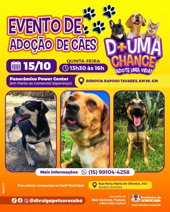 Evento de adoção de cães em Sorocaba, dia 15 de outubro, das 13h30 às 16h, no Panorâmico Power Center, com animais vacinados.