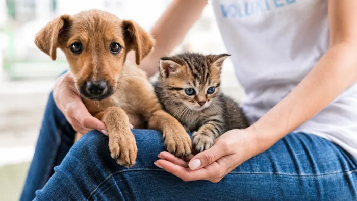 Evento de adoção em Bauru acontece sábado, 17 de outubro, das 11h às 17h, no Bauru Shopping, com cães e gatos saudáveis à espera de um lar.