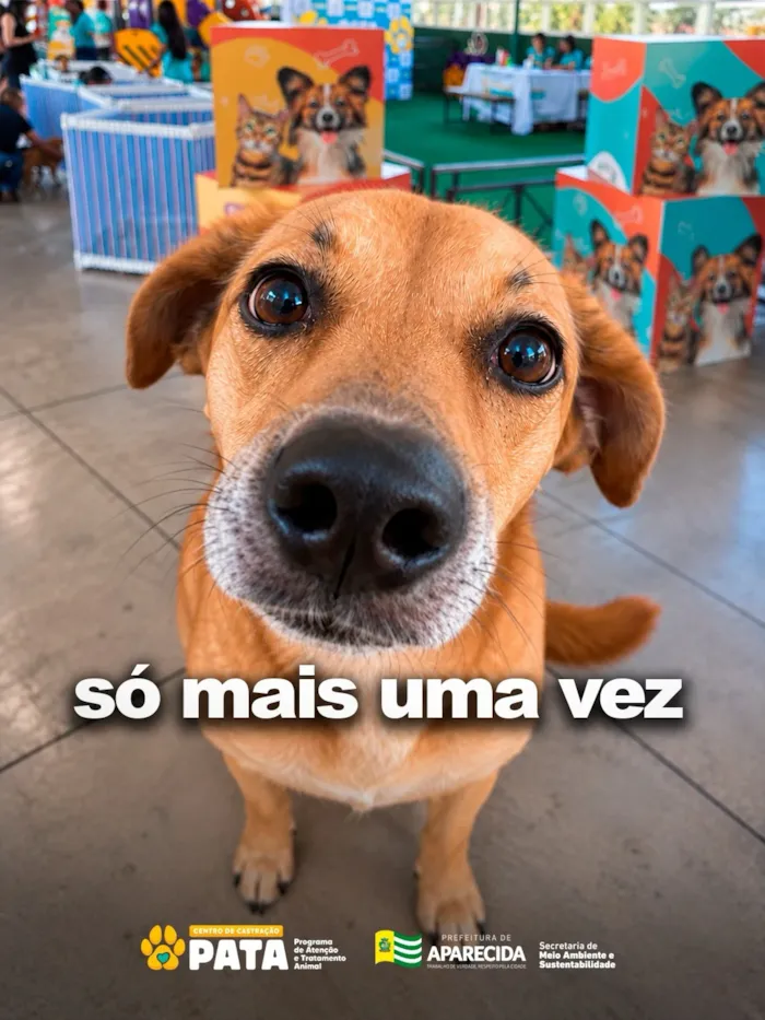 Evento de adoção PATA em Aparecida de Goiânia - imagem 4
