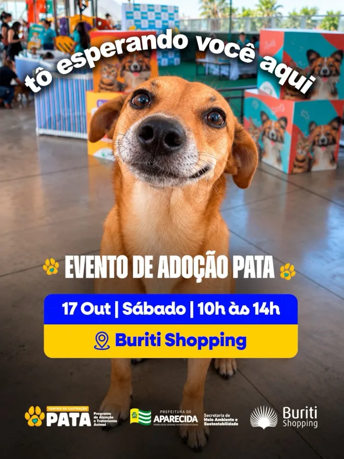 Evento de adoção PATA em Aparecida de Goiânia - imagem 5