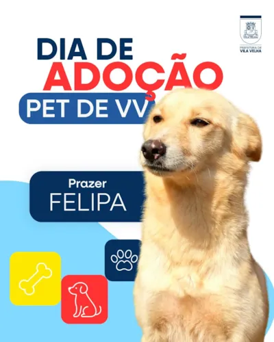 Campanha especial de adoção pet em Vila Velha