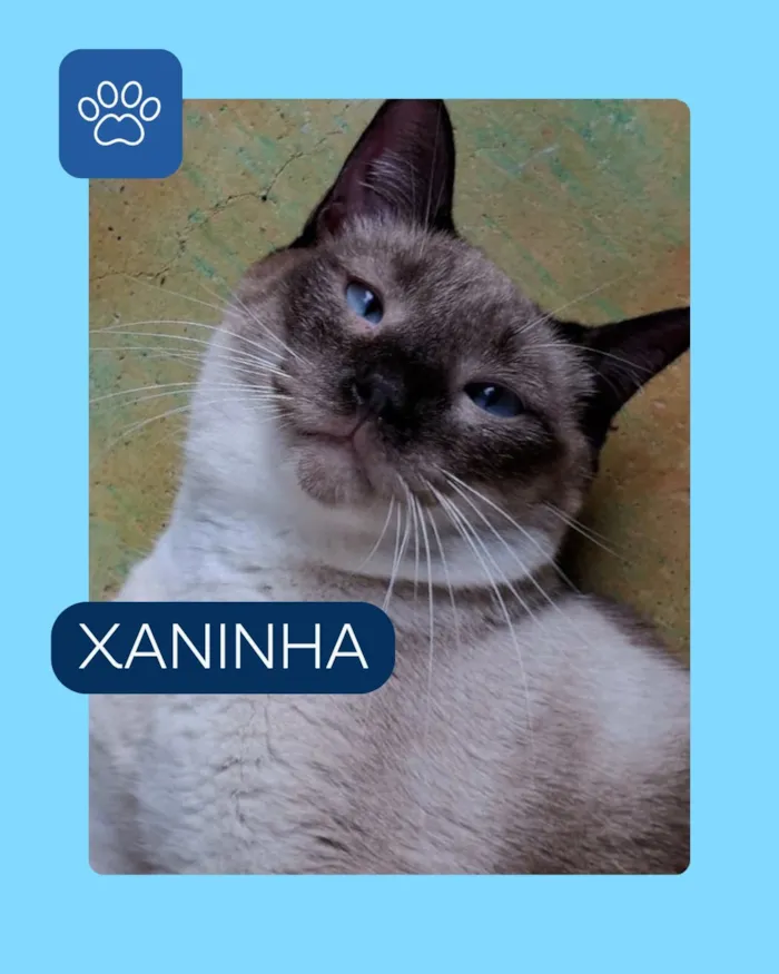 Campanha especial de adoção pet em Vila Velha - imagem 2