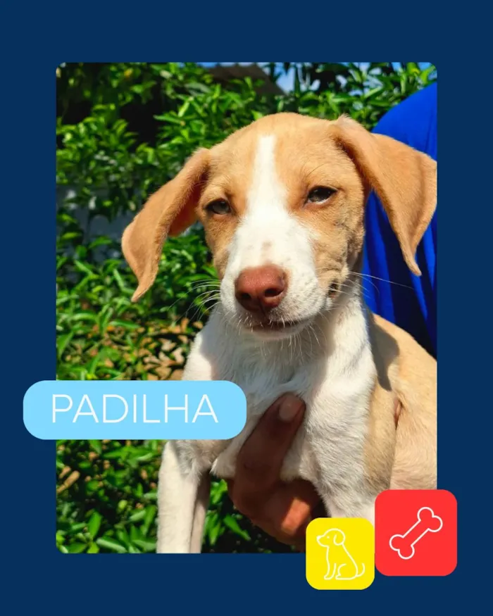 Campanha especial de adoção pet em Vila Velha - imagem 3