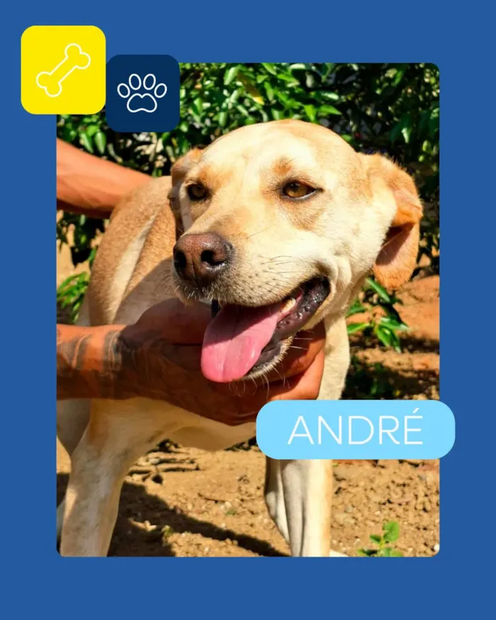 Campanha especial de adoção pet em Vila Velha - imagem 4