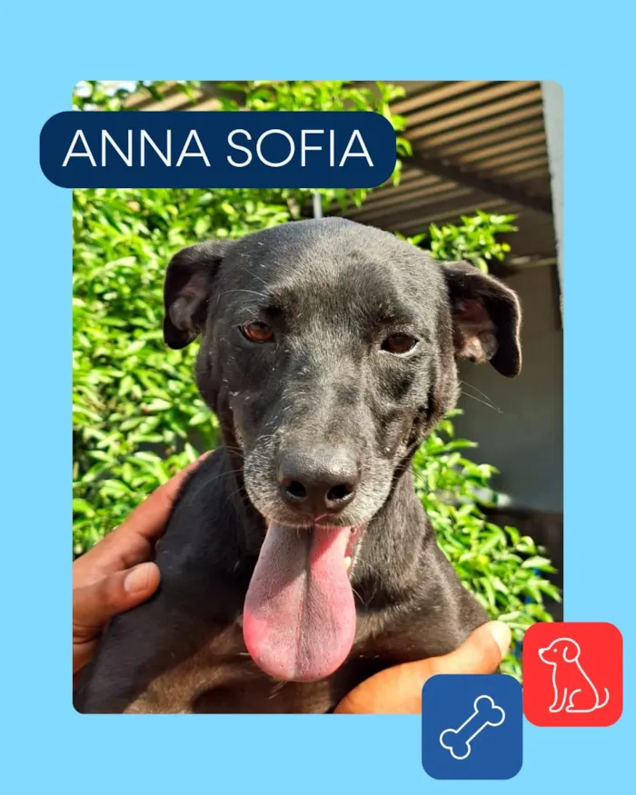 Campanha especial de adoção pet em Vila Velha - imagem 5