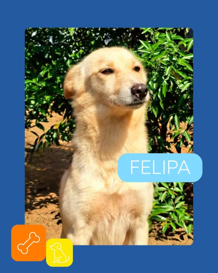 Campanha especial de adoção pet em Vila Velha - imagem 7