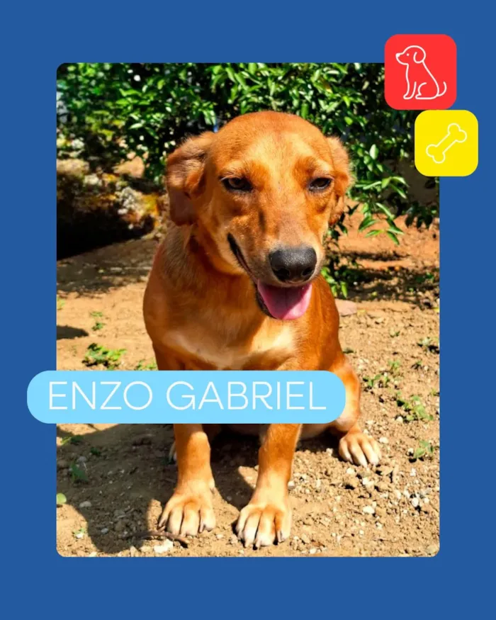 Campanha especial de adoção pet em Vila Velha - imagem 8